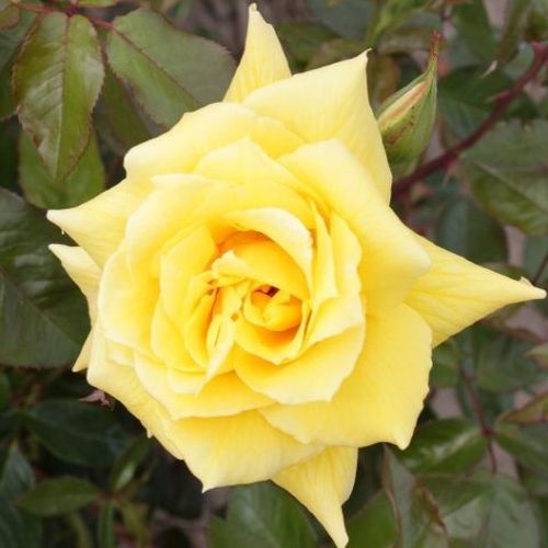 Zlatožltá - Stromkové ruže s kvetmi čajohybridovstromková ruža s rovnými stonkami v korune
